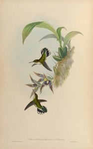 Phlogophilus hemileucurus on Paphinia cristata (orchid)